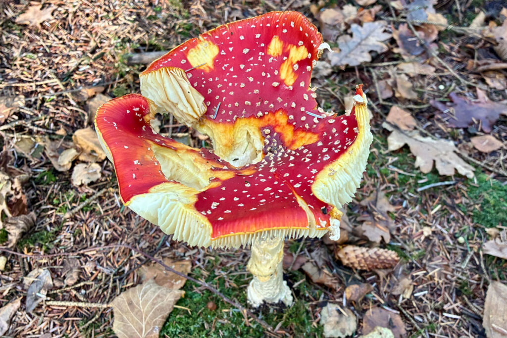Toadstool in East Harptree Woods